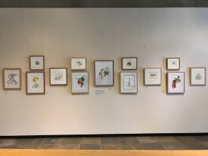 "Inspired by California" by the Botanical Artists Guild of Southern California, in the Brody Botanical Center at The Huntington.