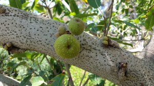 Some figs are cauliflorous, a botanical term for plants which have flowers and fruits growing directly from their main stems or woody trunks rather than from new growth. The word comes from Latin. Caulis means trunk or stem and Flory means flower. Photo by Lesley Randall, © 2017.