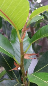 Ficus with stipules and scars. Photo by Lesley Randall, © 2017.