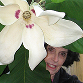Alice Tangerini, Staff Illustrator and Curator of the Botanical Art Collection at the National Museum of Natural History, Smithsonian Institution in Washington, DC.