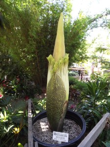Amorphophallus titanium (Corpse Flower) getting ready to bloom at the San Diego Botanic Garden. Photo Credit: Lisa Reynolds.