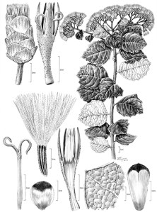 Gymnanthemum koekemoerae, © 2017 Alice Tangerini.