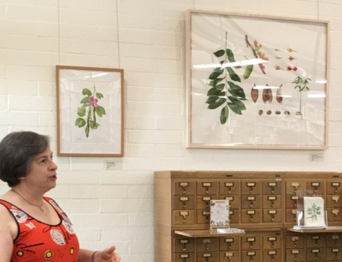 Deborah Shaw discusses her Castanospermum australe, watercolor on paper.