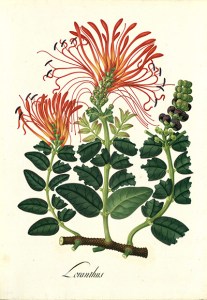 Artwork from the "Visual Voyages" exhibition at The Huntington Library, Art Collections and Botanical Gardens. José María Carbonell, Loranthus, Royal Botanical Expedition to the New Kingdom of Granada led by José Celestino Mutis (1783–1816), tempera on paper, approx. 21¼ × 15 in. Archivo del Real Jardín Botánico- CSIC (Madrid).