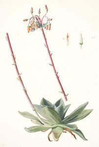 Dudleya rigida Rose, Crassulaceae, watercolor on paper by Frederick A. Walpole (1861–1904), 1897, 35.5 x 25.5 cm, on indefinite loan from the Smithsonian Institution, Hunt Institute for Botanical Documentation accession no. 4304.