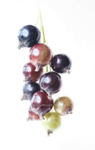 "Every Berry", watercolor, © 2017, Martin J. Allen.