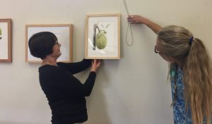 Janice Sharp (left) and Lesley Randall (right) hang Olga Ryabtsova's painting of a Jackfruit. Photo by Olga Ryabtsova, © 2017.