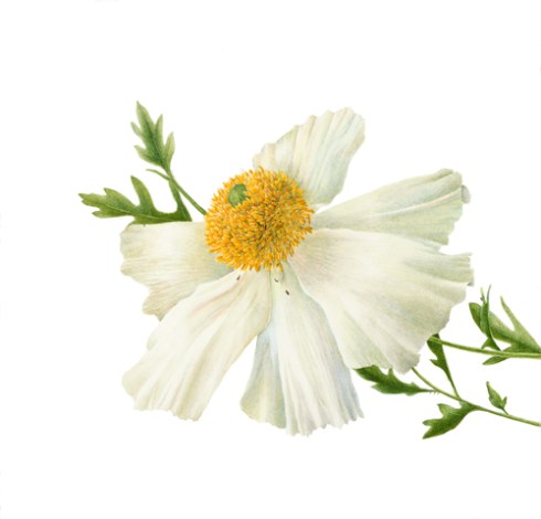 Matilija Poppy, Gilly Shaeffer, watercolor on paper, © 2017.