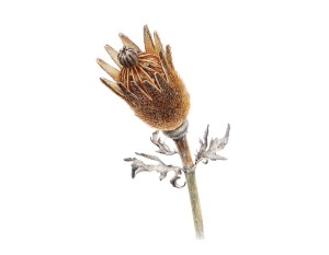 Matilija Poppy seed pod, Olga Ryabtsova, watercolor on paper, © 2017.