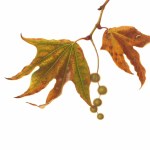 Platanus racemosa, California sycamore, © Mitsuko Schultz, 2017, watercolor on paper.