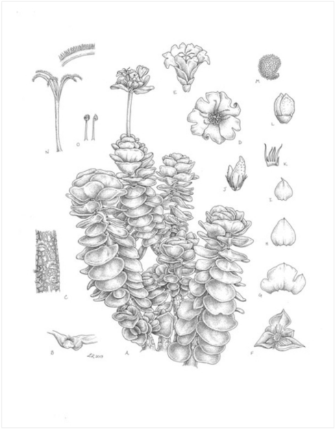© 2017 Lesley Randall ‘Ihi Portulaca molokiniensis pen and ink on board 12" x 9-3/4"