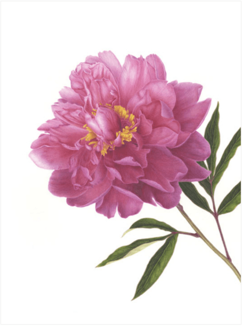 © 2017 Mitsuko Schultz Pink Peony Paeonia lactiflora Watercolor on paper 16" x 12"