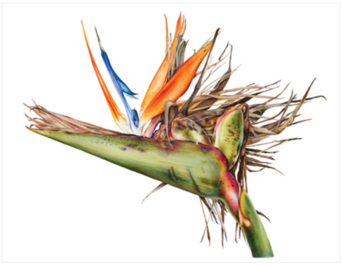 © 2017 Olga Ryabtsova Bird of Paradise Strelitzia reginae Watercolor on paper 22" x 29"