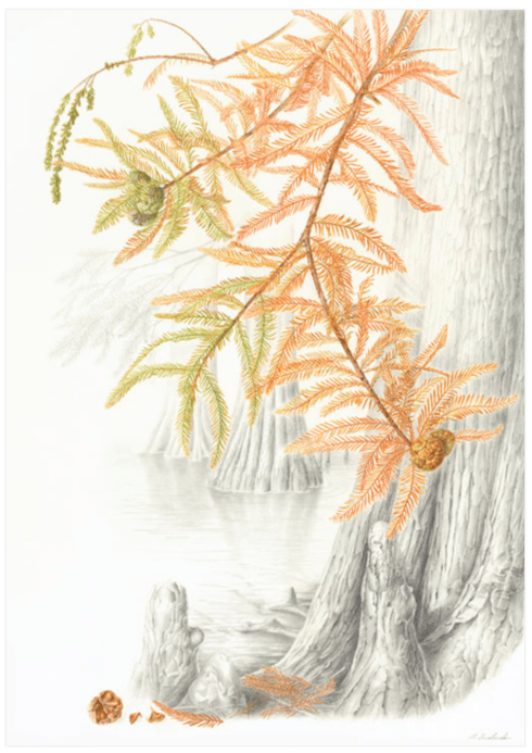 © 2017 Akiko Enokido Swamp-Cypress Taxodium distichum Watercolor and graphite on paper 22-3/4" x 16'