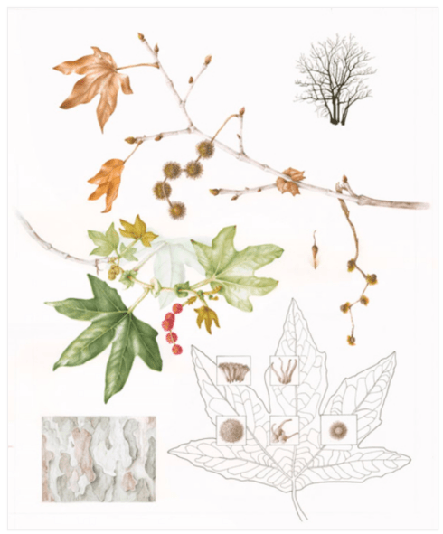 © 2016 Deborah Friedman California Sycamore Platanus racemosa Watercolor and ink on paper 24" x 19"