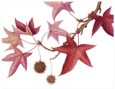 © 2017 Mitsuko Schultz Sweet Gum Liquidambar styraciflua ‘Burgundy’ Watercolor on paper 11" x 14"