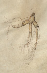 Ginseng, watercolor on vellum. Denise Walser-Kolar, © 2017, all rights reserved.