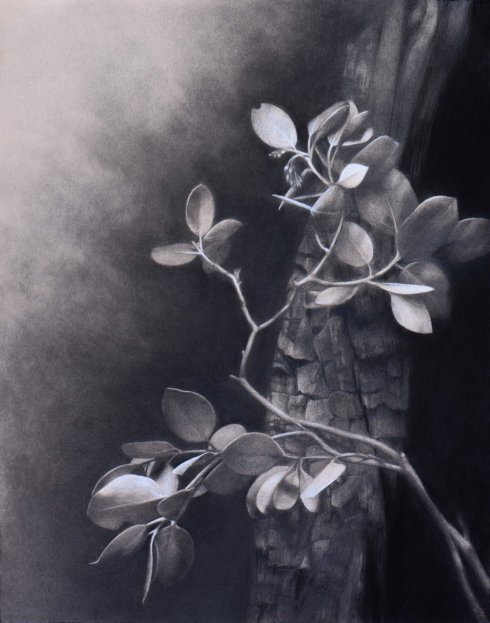 First Place and Conference Choice , Burned Manzanita, © Marie Brennan.