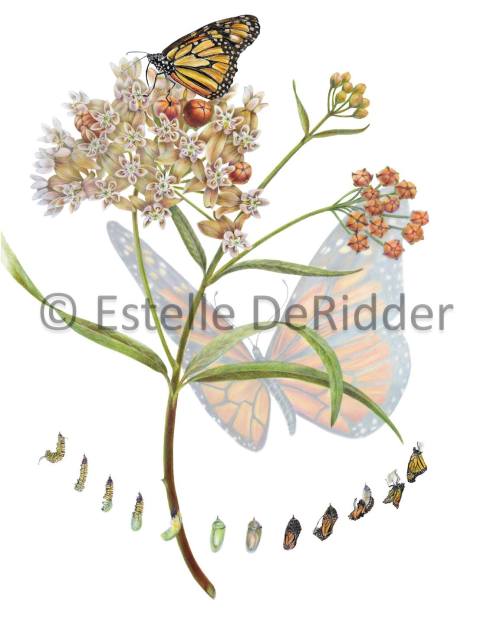 Honorable Mention,  Asclepias fascicularis with Danaus, Estelle DeRidder