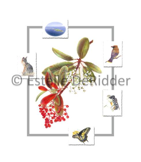 Honorable Mention,  Fremontia with Yellow warbler, © Estelle DeRidder