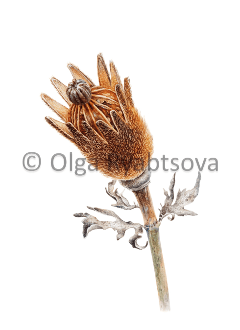 Second Place,  Matjila Poppy Seedpod, © Olga Ryabtsova, www.olgaryabtsova.com