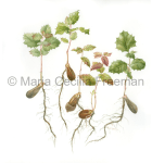 Honorable Mention
, Acorn Sprouts, © Maria Cecilia Freeman
, mcf-art.com