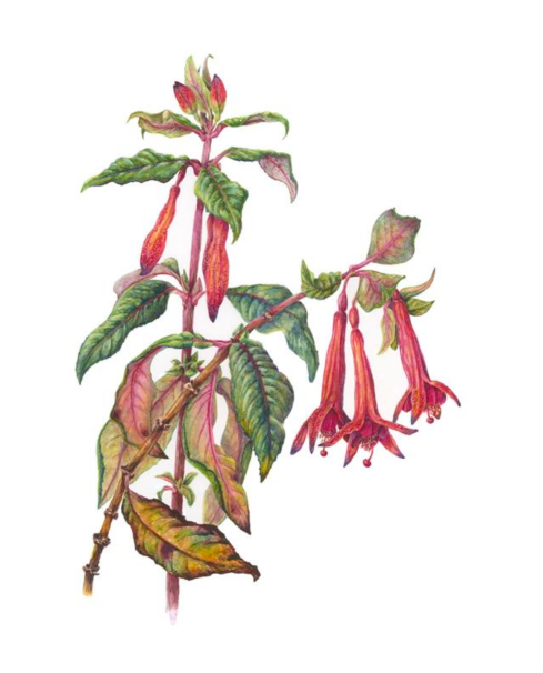 Fuchsia 'Grand Harfare' 13 x 10, Watercolor, © 2018, Catherine Dellor