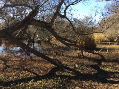 After the presentation, BAGSC members enjoyed a tour of the Marsh. Photo by Jude Wiesenfeld, © 2018.