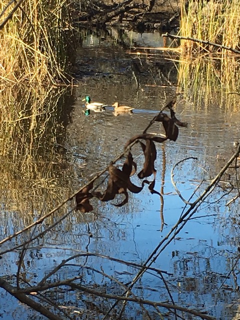 After the presentation, BAGSC members enjoyed a tour of the Marsh. Photo by Jude Wiesenfeld, © 2018.
