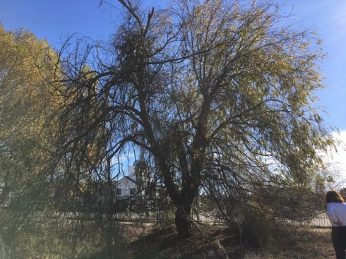 After the presentation, BAGSC members enjoyed a tour of the Marsh. Photo by Jude Wiesenfeld, © 2018.