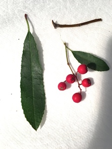 Workshop participants applied their skills to drawing Toyon berries and leaves. Photo by Gilly Shaeffer, © 2018.
