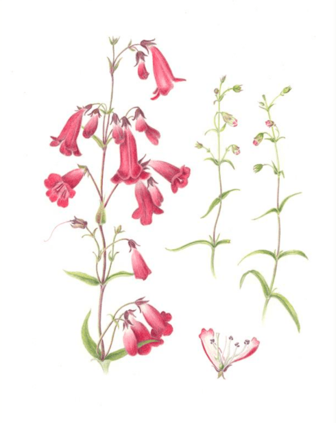 Penstemon Firebird, 13 x 11, Colored Pencil, © 2018, Nina Antze