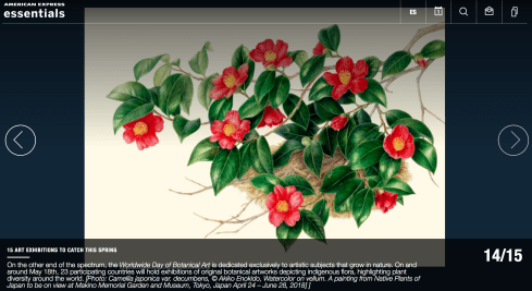 BAGSC and ASBA member Akiko Enokido's, Camellia japonica var. decumbens.