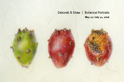 Opuntia spp., Fruit, Prickly Pear “Tunas,” Watercolor on calfskin vellum, © 2016, Deborah Shaw, dbshawstudios.com Digital image protected by Digimarc.