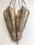 aristolochea-seed-pod