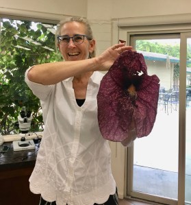 Lesley Randall with one Aristolochia gigantea flower. Photo by Jude Wiesenfeld, © 2018.