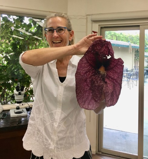 Lesley Randall with one Aristolochia gigantea flower. Photo by Jude Wiesenfeld, © 2018.
