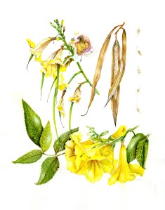 Tacoma stans 'Yellow elder’, watercolor by Jude Wiesenfeld on 140 lb. Arches 11” x 14”, © 2018. Completed July 2018.