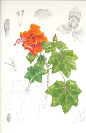 Kokia drynarioides, Hau hele 'ula. Lesley B Randall, color pencil and graphite on cold press illustration board. Scale 1:1 and various for enlarged details, © 2015, all rights reserved.