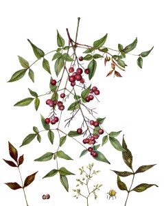 Nandina domestica, Nandina, Sacred Bamboo, by Jude Wiesenfeld. Watercolor on 140 lb. Arches, 18.5" X 15”, © 2017.
