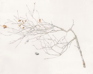 "Cat & Bird," Quercus agrifolia (Coast Live Oak). Graphite and colored pencil on paper by Jan Clouse, © 2018.