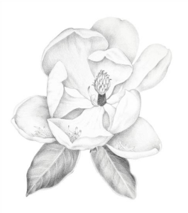 Olga Ryabtsova, Magnolia, silverpoint